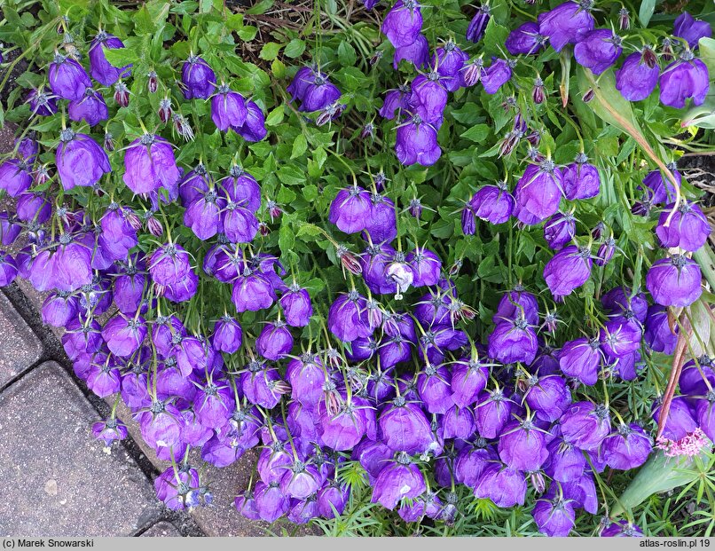 Campanula ×pulloides (dzwonek ciemniejący)