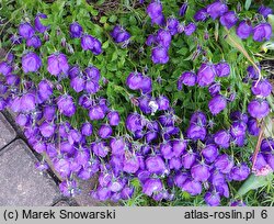 Campanula ×pulloides (dzwonek ciemniejący)