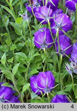 Campanula ×pulloides (dzwonek ciemniejący)