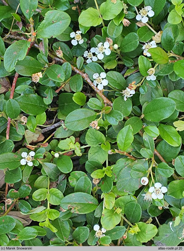 Cotoneaster dammeri Radicans