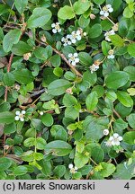 Cotoneaster dammeri Radicans