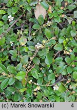 Cotoneaster dammeri Radicans