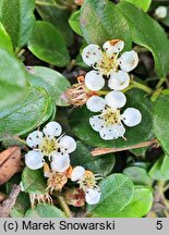 Cotoneaster dammeri Radicans