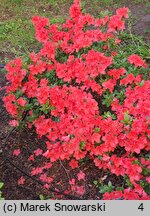 Rhododendron Geisha Orange