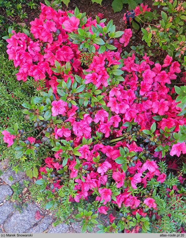 Rhododendron hort. Maruschka