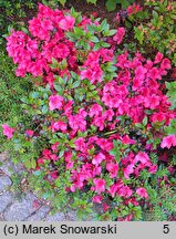Rhododendron hort. Maruschka