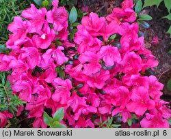 Rhododendron hort. Maruschka