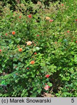 Rosa hort. Jazz