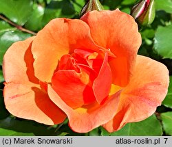 Rosa hort. Jazz