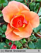 Rosa hort. Jazz