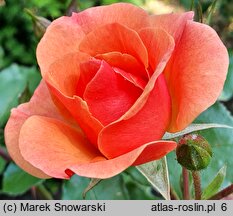 Rosa hort. Jazz