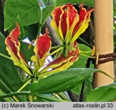 Gloriosa rothschildiana (glorioza Rotszylda)