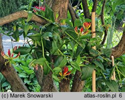 Gloriosa rothschildiana (glorioza Rotszylda)