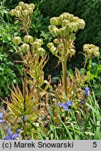 Fritillaria raddeana (szachownica Raddego)