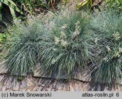 Festuca glauca Blauglut