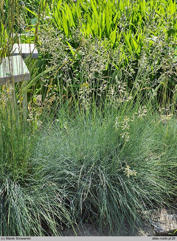 Festuca glauca Blauglut