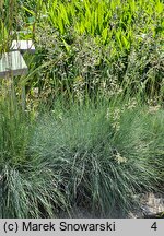 Festuca glauca Blauglut