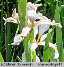 Iris halophila (kosaciec słonolubny)