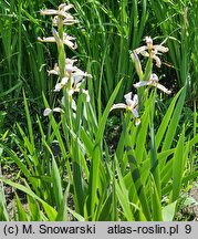 Iris halophila (kosaciec słonolubny)