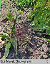 Allium schubertii (czosnek Schuberta)