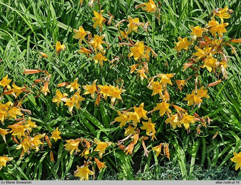 Hemerocallis dumortieri (liliowiec Dumortiera)