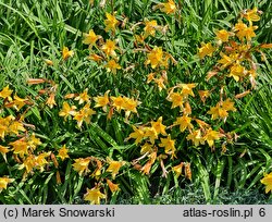 Hemerocallis dumortieri (liliowiec Dumortiera)