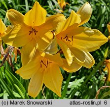 Hemerocallis dumortieri (liliowiec Dumortiera)