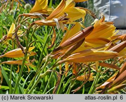 Hemerocallis dumortieri (liliowiec Dumortiera)