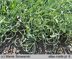 Allium senescens ssp. glaucum (czosnek sinawy)