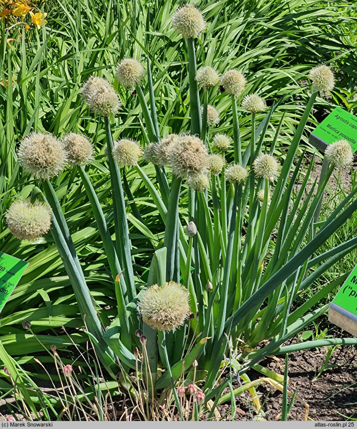 Allium altaicum (czosnek ałtajski)