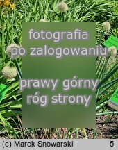 Allium altaicum (czosnek ałtajski)