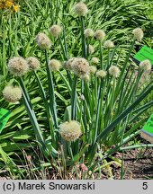 Allium altaicum (czosnek ałtajski)