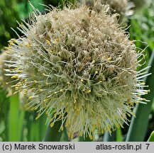 Allium altaicum (czosnek ałtajski)