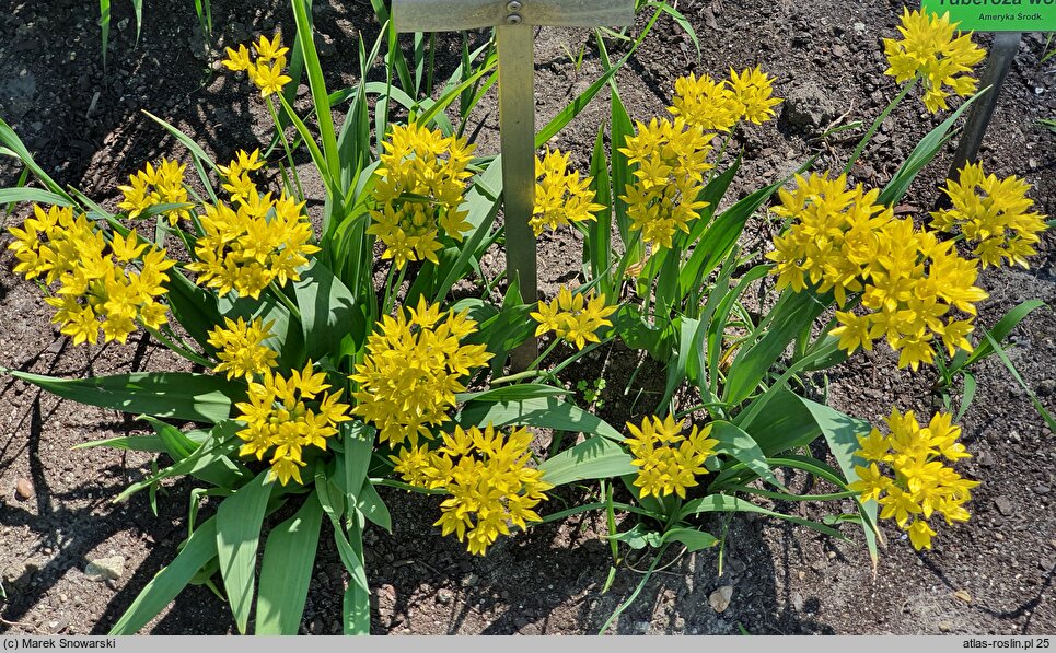 Allium moly var. bulbiferum