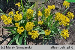 Allium moly var. bulbiferum