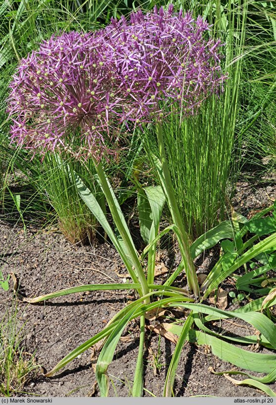 Allium cristophii (czosnek białawy)