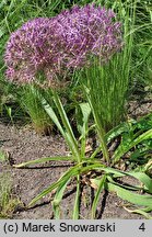 Allium cristophii (czosnek białawy)