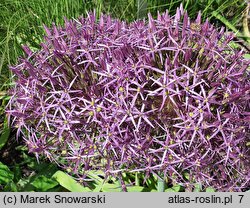 Allium christophii (czosnek białawy)