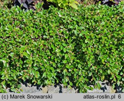 Cotoneaster dammeri Radicans