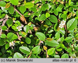 Cotoneaster dammeri Radicans