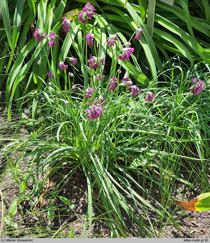 Allium cyathophorum var. farreri (czosnek Ferrera)