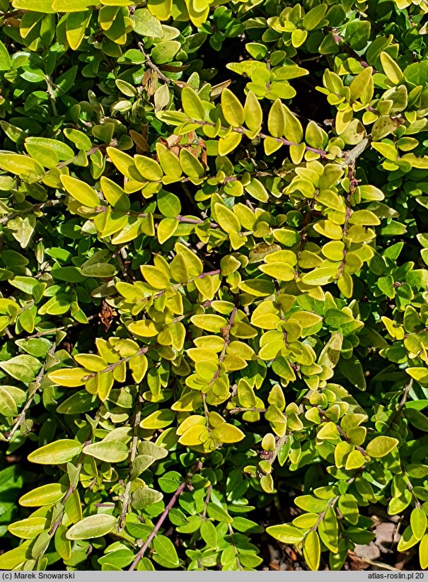 Lonicera nitida Golden Glow