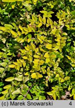 Lonicera nitida Golden Glow