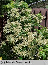 Hydrangea petiolaris (hortensja pnąca)