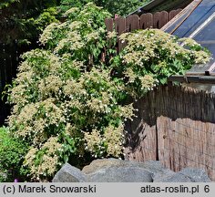 Hydrangea petiolaris (hortensja pnąca)