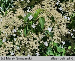 Hydrangea petiolaris (hortensja pnąca)