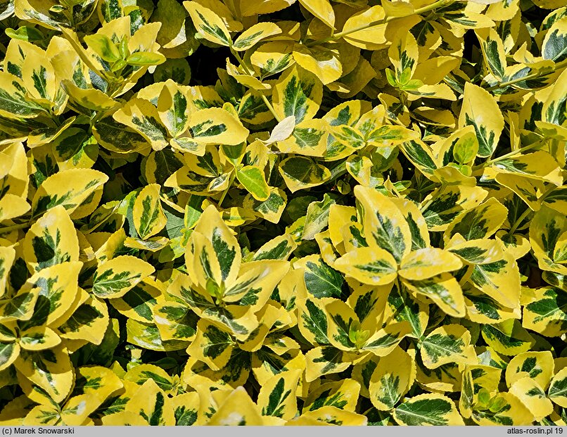 Euonymus fortunei Canadale Gold