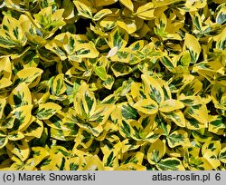 Euonymus fortunei Canadale Gold