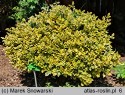 Euonymus fortunei Canadale Gold