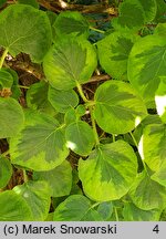 Hydrangea petiolaris Mirranda